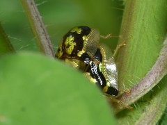 Deloyala guttata