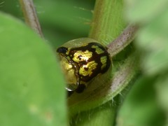 Deloyala guttata