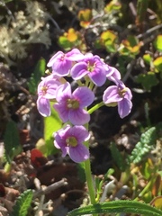 Cardamine purpurea