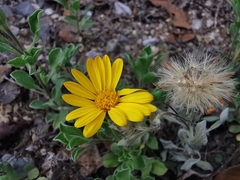 Heterotheca mucronata