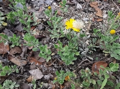 Heterotheca mucronata