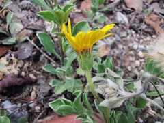 Heterotheca mucronata