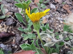 Heterotheca mucronata