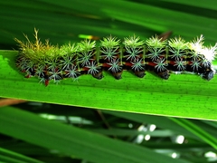 Pseudautomeris grammivora