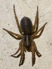 Trochosa sepulchralis