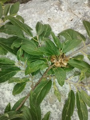 Neopringlea integrifolia