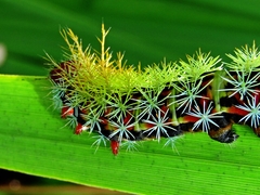 Pseudautomeris grammivora