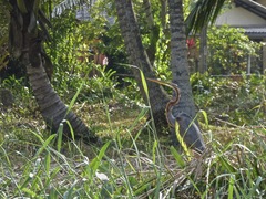 Ardea purpurea