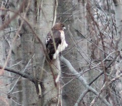 Buteo jamaicensis