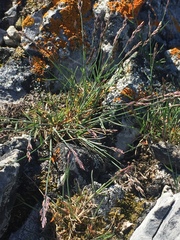 Poa abbreviata