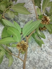 Neopringlea integrifolia