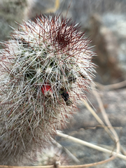Mammillaria phitauiana