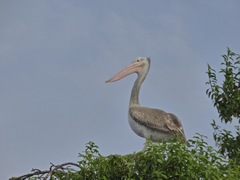 Pelecanus philippensis