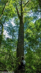 Cedrela angustifolia