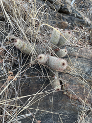Mammillaria phitauiana