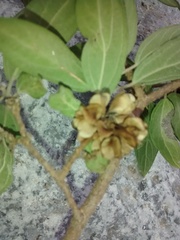 Neopringlea integrifolia