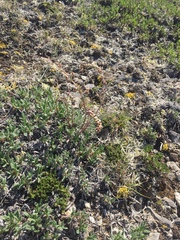 Artemisia borealis borealis