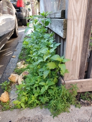 Dysphania ambrosioides