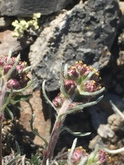 Artemisia borealis borealis