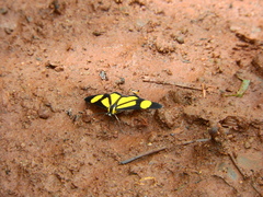 Cyllopodini