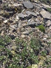 Artemisia borealis borealis