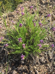 Oxytropis borealis borealis