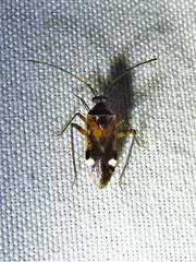 Eustictus