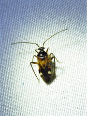Eustictus