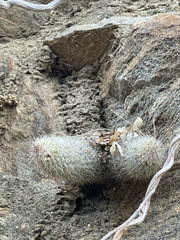 Mammillaria phitauiana