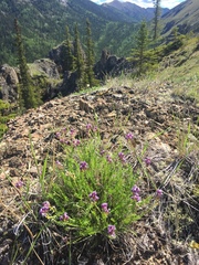 Oxytropis borealis borealis