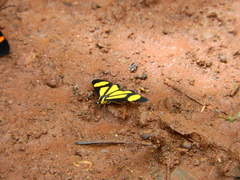Cyllopodini