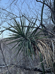 Yucca capensis