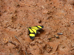Cyllopodini