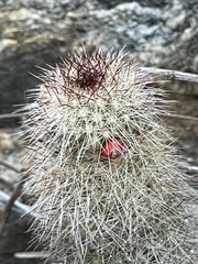 Mammillaria phitauiana