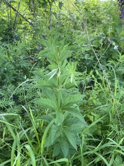 Veronicastrum