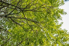 Cedrela angustifolia