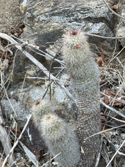 Mammillaria phitauiana