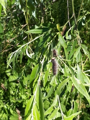 Lymantria dispar
