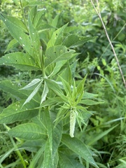 Veronicastrum
