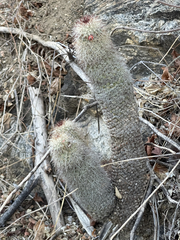 Mammillaria phitauiana