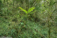 Cedrela angustifolia