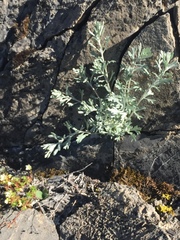 Artemisia alaskana