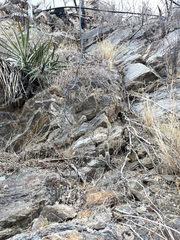 Mammillaria phitauiana