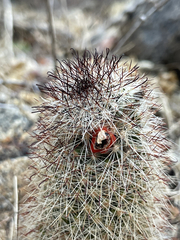 Mammillaria phitauiana
