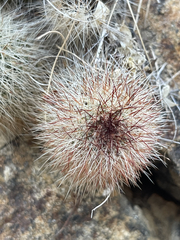 Mammillaria phitauiana