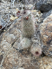 Mammillaria phitauiana