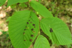 Taphrina virginica