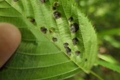 Taphrina virginica