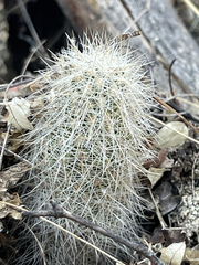 Mammillaria phitauiana