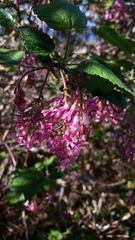 Ribes sanguineum glutinosum